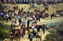 Bac Ha